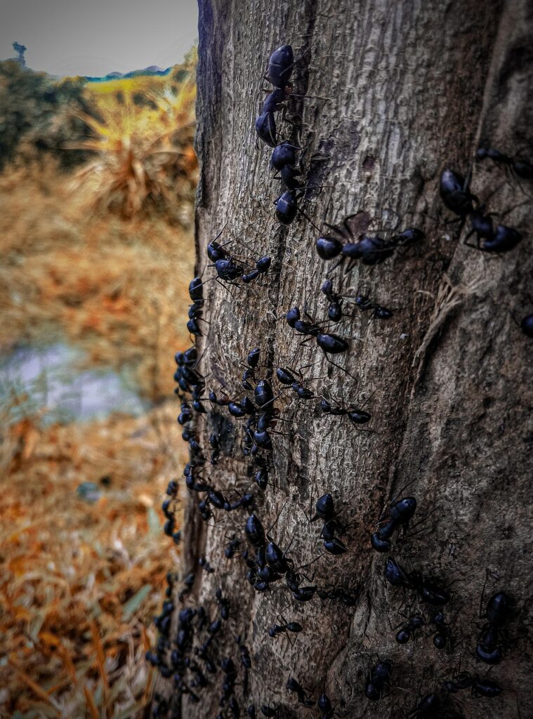 ant, tree, nature, trunk, black ant, insect, animal, fauna, closeup