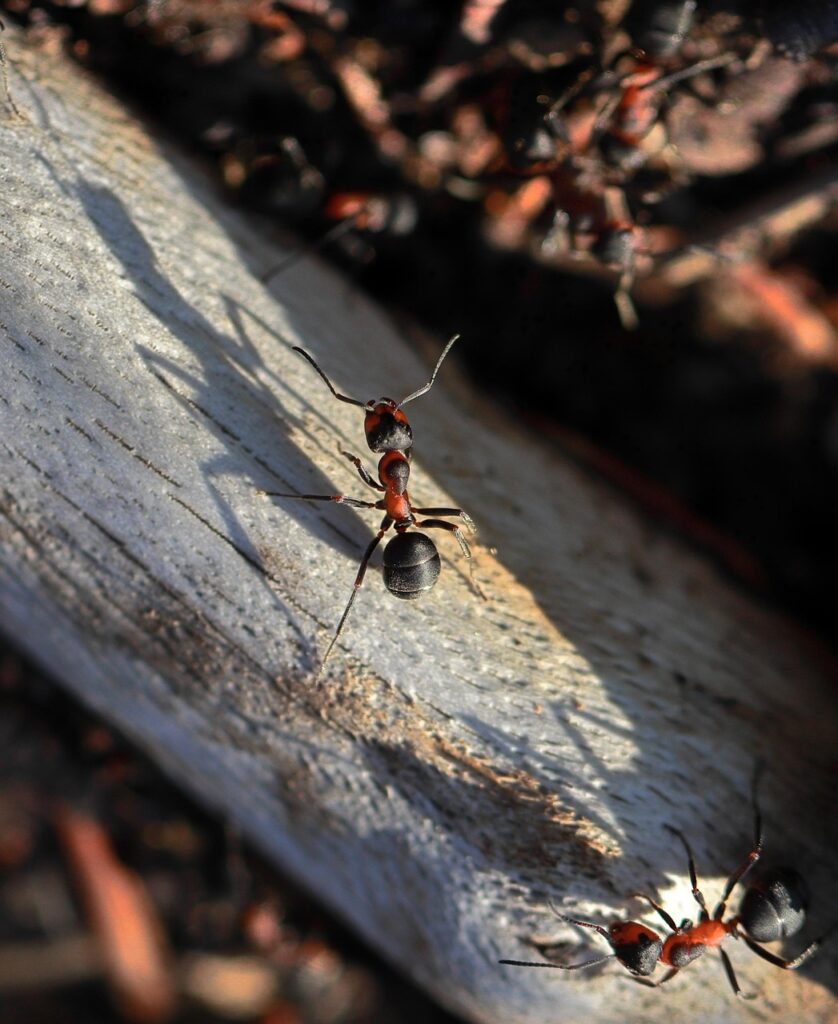 red wood ants, ants, insects, horse ants, wood ants, wood, nature, closeup, ants, ants, ants, ants, ants